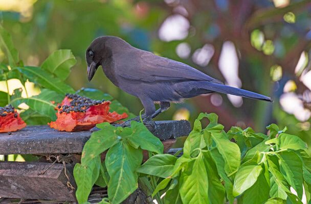 Az óriás gulyajáró (Molothrus oryzivorus)