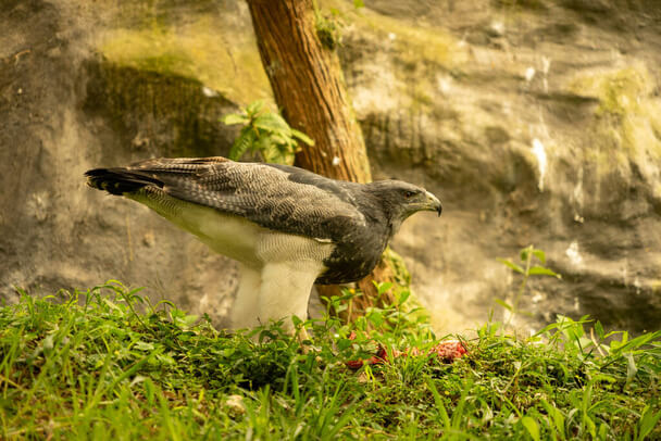 Az óriásölyv  (Geranoaetus melanoleucus)