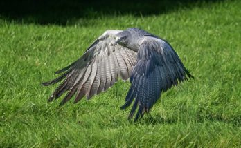 Az óriásölyv  (Geranoaetus melanoleucus)