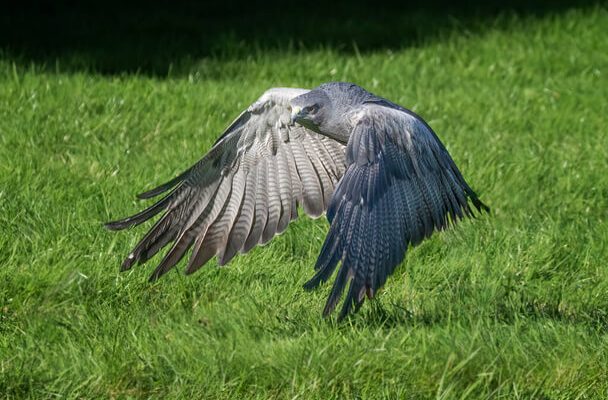 Az óriásölyv  (Geranoaetus melanoleucus)