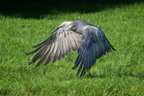 Az óriásölyv  (Geranoaetus melanoleucus)