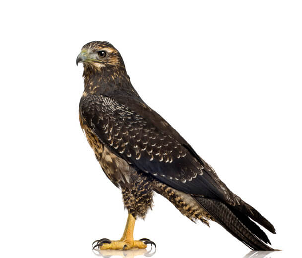 Az óriásölyv  (Geranoaetus melanoleucus)