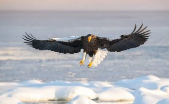 Óriásrétisas (Haliaeetus pelagicus) megjelenése, életmódja, szaporodása