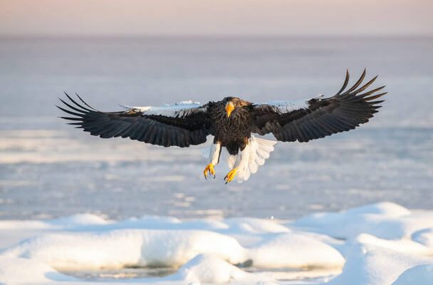 Óriásrétisas (Haliaeetus pelagicus) megjelenése, életmódja, szaporodása