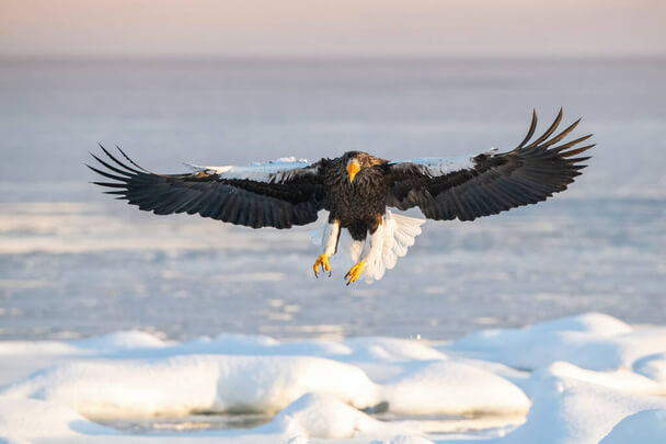 Óriásrétisas (Haliaeetus pelagicus) megjelenése, életmódja, szaporodása