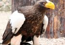 Óriásrétisas (Haliaeetus pelagicus) megjelenése, életmódja, szaporodása