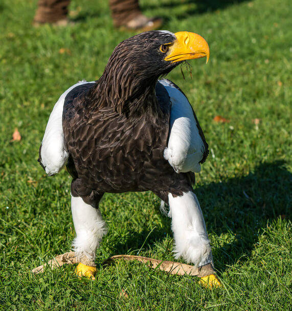 Óriásrétisas (Haliaeetus pelagicus) megjelenése, életmódja, szaporodása