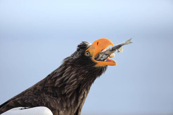 Óriásrétisas (Haliaeetus pelagicus) megjelenése, életmódja, szaporodása