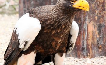 Óriásrétisas (Haliaeetus pelagicus) megjelenése, életmódja, szaporodása