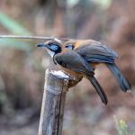 A nyakláncos álszajkó (Pterorhinus pectoralis) 