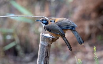 A nyakláncos álszajkó (Pterorhinus pectoralis)