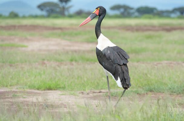 A nyerges gólya (Ephippiorhynchus senegalensis) 