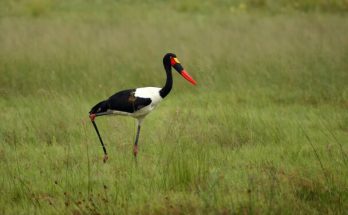 A nyerges gólya (Ephippiorhynchus senegalensis)