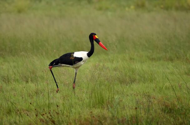 A nyerges gólya (Ephippiorhynchus senegalensis) 