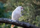 Az ormányos kakadu (Cacatua tenuirostris)