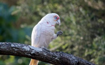 Az ormányos kakadu (Cacatua tenuirostris)