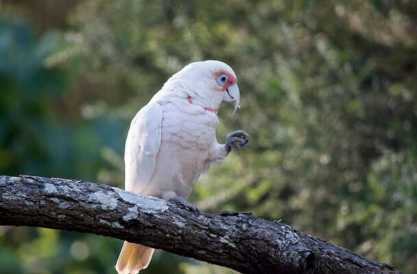 Az ormányos kakadu (Cacatua tenuirostris)