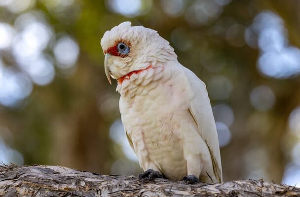 Az ormányos kakadu (Cacatua tenuirostris)