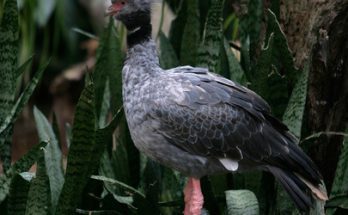 Az örvös csája (Chauna torquata)