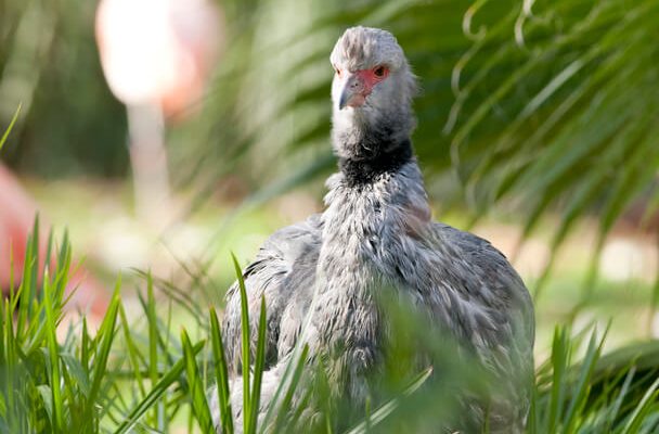 Az örvös csája (Chauna torquata) 