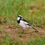 Az özvegy billegető (Motacilla aguimp)
