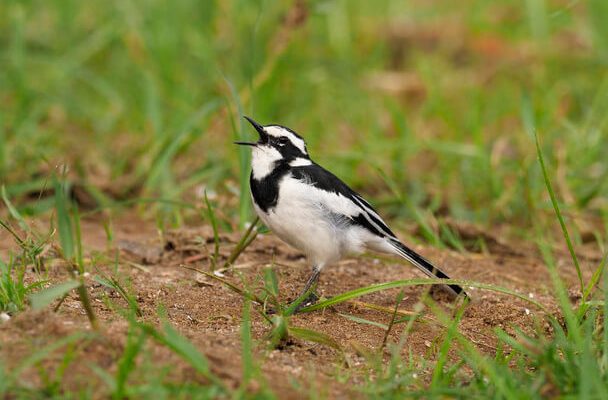 Az özvegy billegető (Motacilla aguimp)