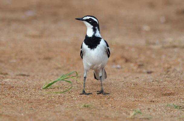 Az özvegy billegető (Motacilla aguimp)