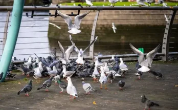 Madarak városi környezetben