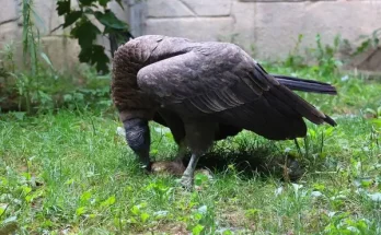 A világ legritkább madarai – Kihalás szélén álló fajok