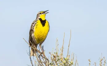 Madarak éneke és hangjelzései