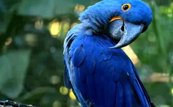 Élhet-e madár háziállatként? Fontos tények a madártartásról