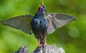 Így vonzd be a kertedbe az énekesmadarakat