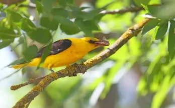 A madarak és a rovarok kapcsolata