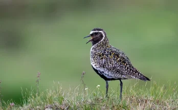 Madárdalok és kommunikáció