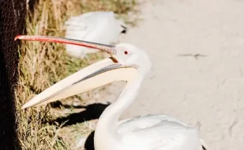 A legjobb módszerek madárhangok felismerésére
