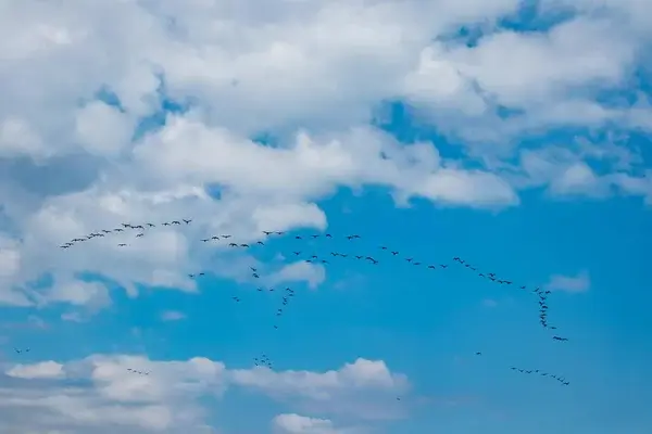 Miért gyűlnek össze a madarak hatalmas rajokban?