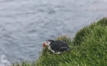 A madarak életterei és élőhelyeik