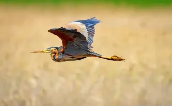 Hogyan tanulnak meg a madarak repülni?