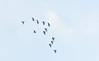 A madárvonulás csodája – Hogyan navigálnak több ezer kilométeren át?