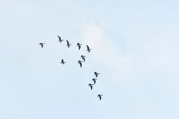 A madárvonulás csodája – Hogyan navigálnak több ezer kilométeren át?