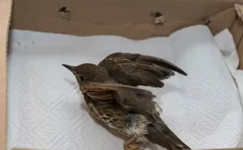 Mit tegyünk, ha sérült madarat találunk?