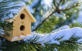 Hogyan segítheted a téli madáretetést helyesen?