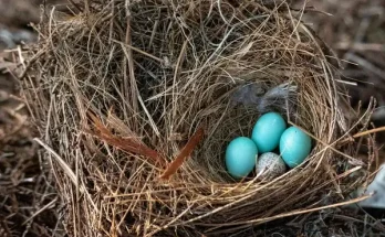 A tojómadarak tojásrakási szokásai