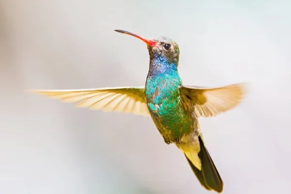 Miért különlegesek a kolibrik? 10 tény, ami elvarázsol majd