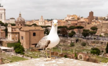 Madarak és a városi környezet – Hogyan segíthetünk nekik?
