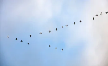 Miért repülnek „V” alakban a madarak? Érdekes magyarázatok