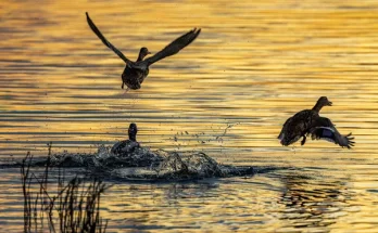 Érdekes madármegfigyelő programok, amelyekhez csatlakozhatsz
