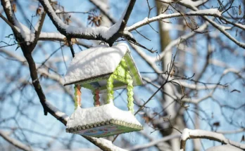 Ezeket a hibákat kerüld el: gyakori téli madáretetési tévhitek