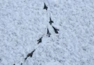 Madarak nyomai a hóban – felismerési útmutató