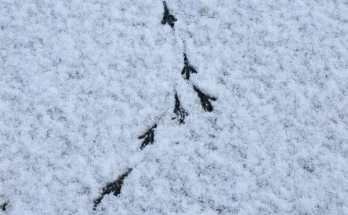 Madarak nyomai a hóban – felismerési útmutató